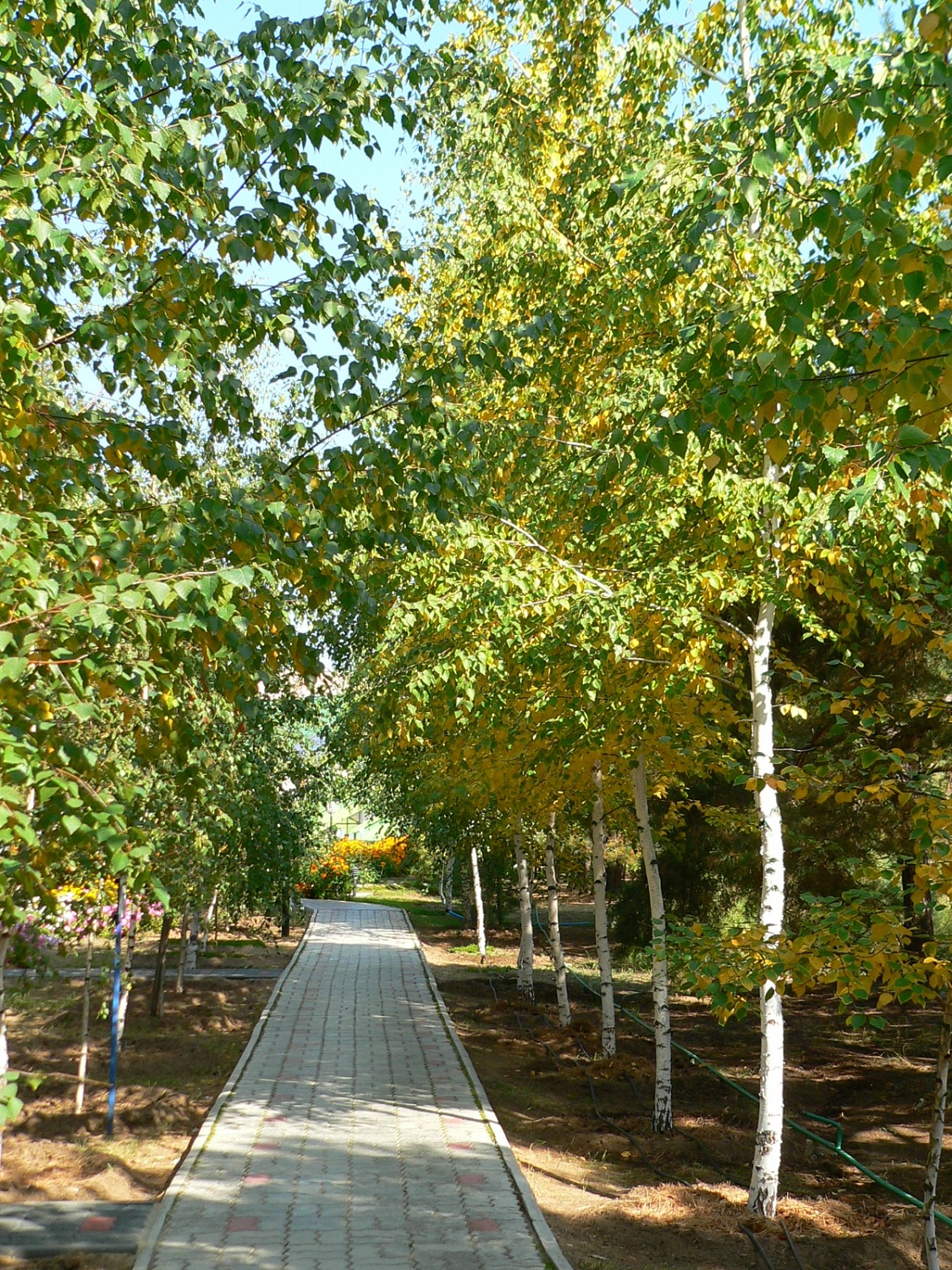 Как укрепить иммунитет осенью?