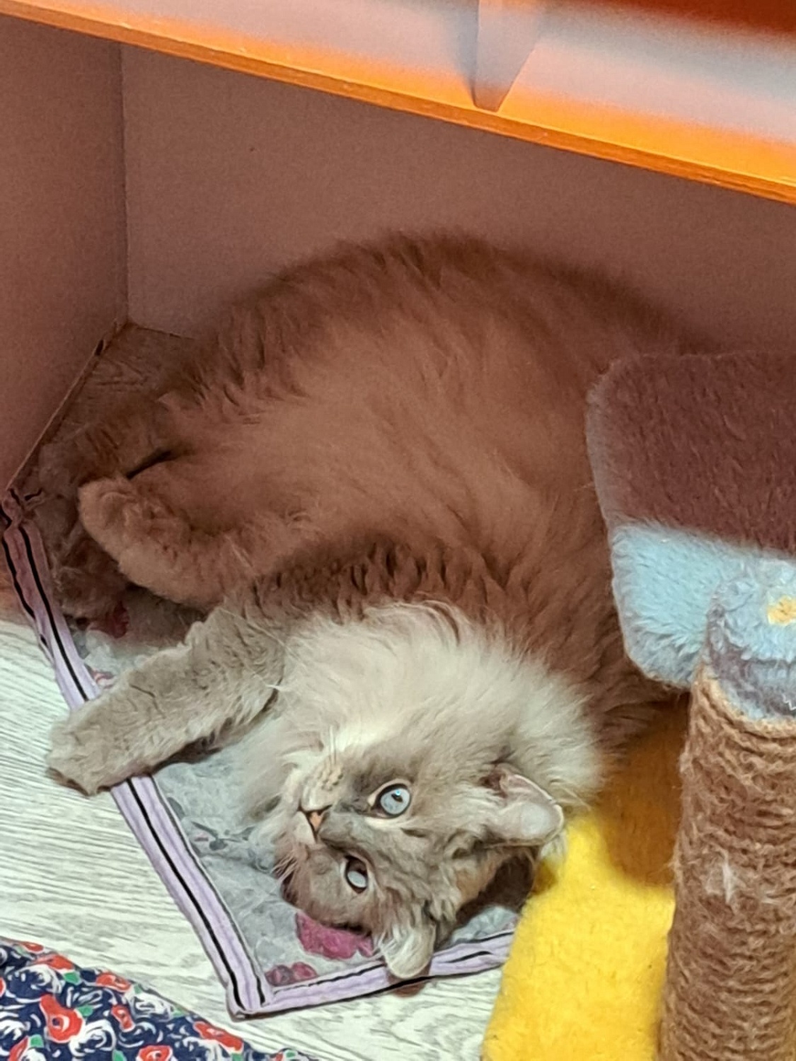 Помощь пушистым подопечным: поддержка Кошачьего приюта «ДОМИК»