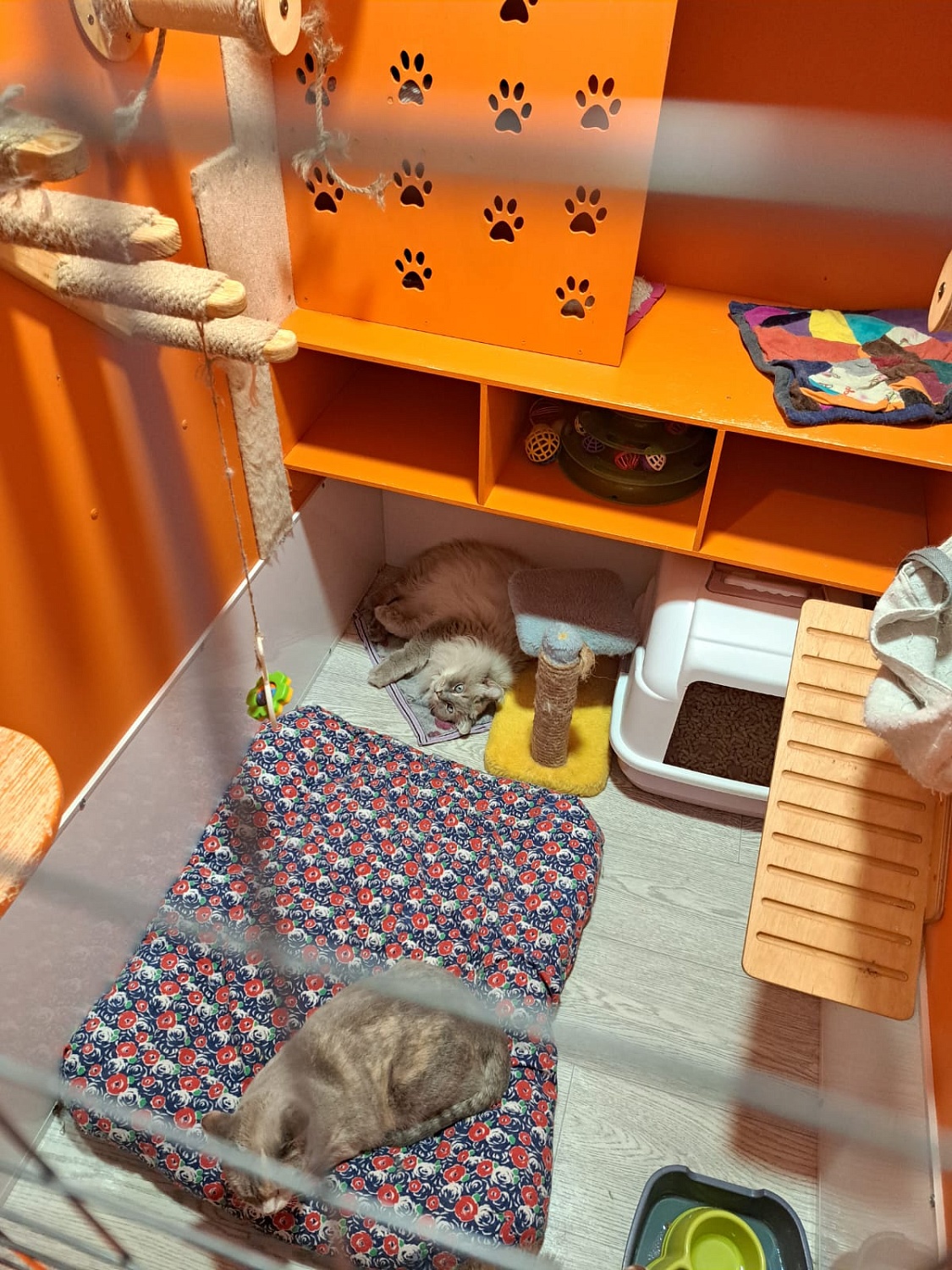 Помощь пушистым подопечным: поддержка Кошачьего приюта «ДОМИК»