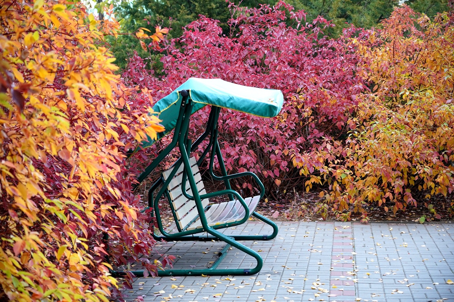 Приглашаем на осеннюю фотосессию!